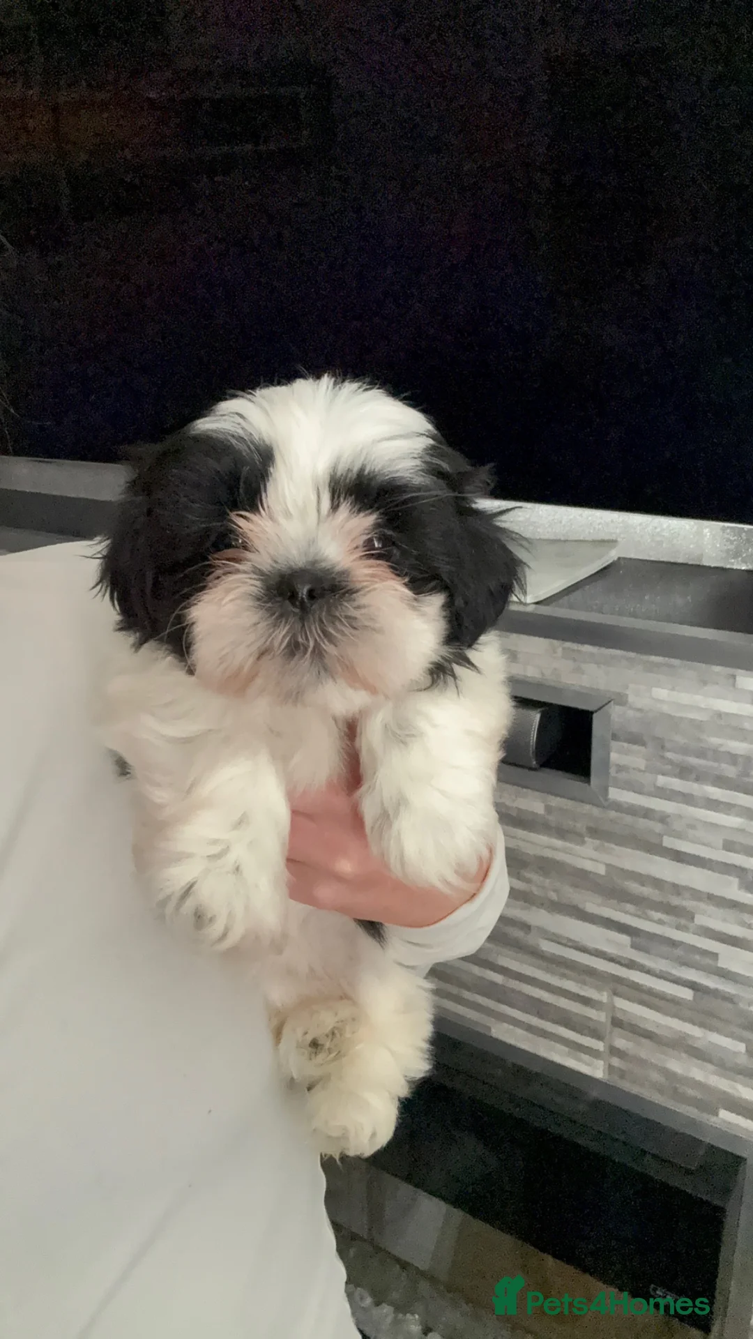 Shih Tzu dogs for sale: Black and white girl shitzu in Blackpool - Advert 2