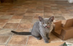 Russian Blue cats for sale: Russian blue British shorthair kittens - Image 2