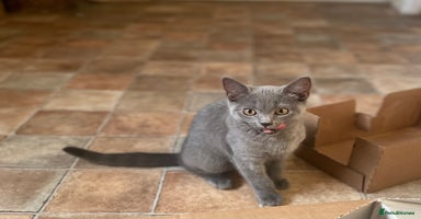 Russian Blue cats - Advert 5