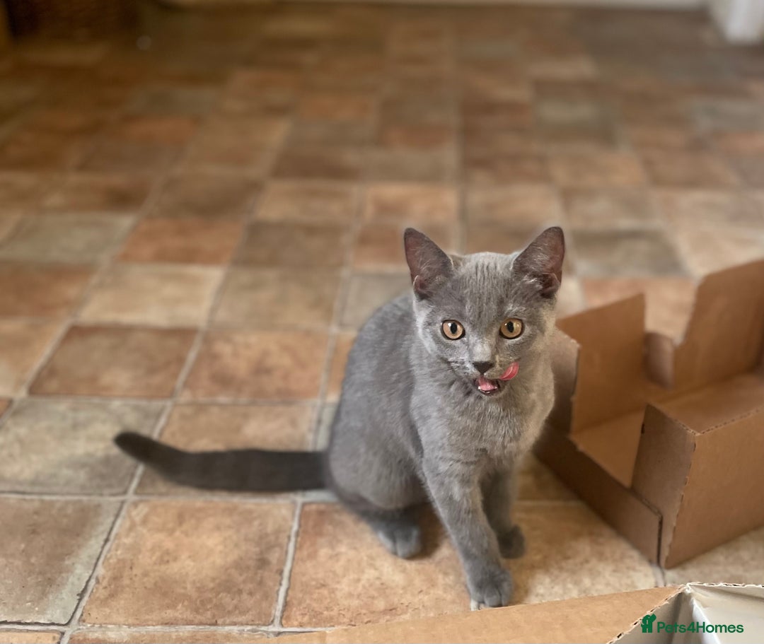 Russian Blue cats for sale: Russian blue British shorthair kittens - Image 2