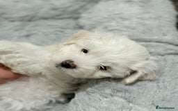 Maltese dogs for sale: Maltese puppy’s  - Image 3