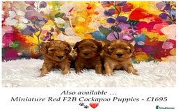 Cockapoo dogs for sale: ⭐️Rare Silver Phantom DNA CLEAR Mini F1 Cockapoos - Image 23