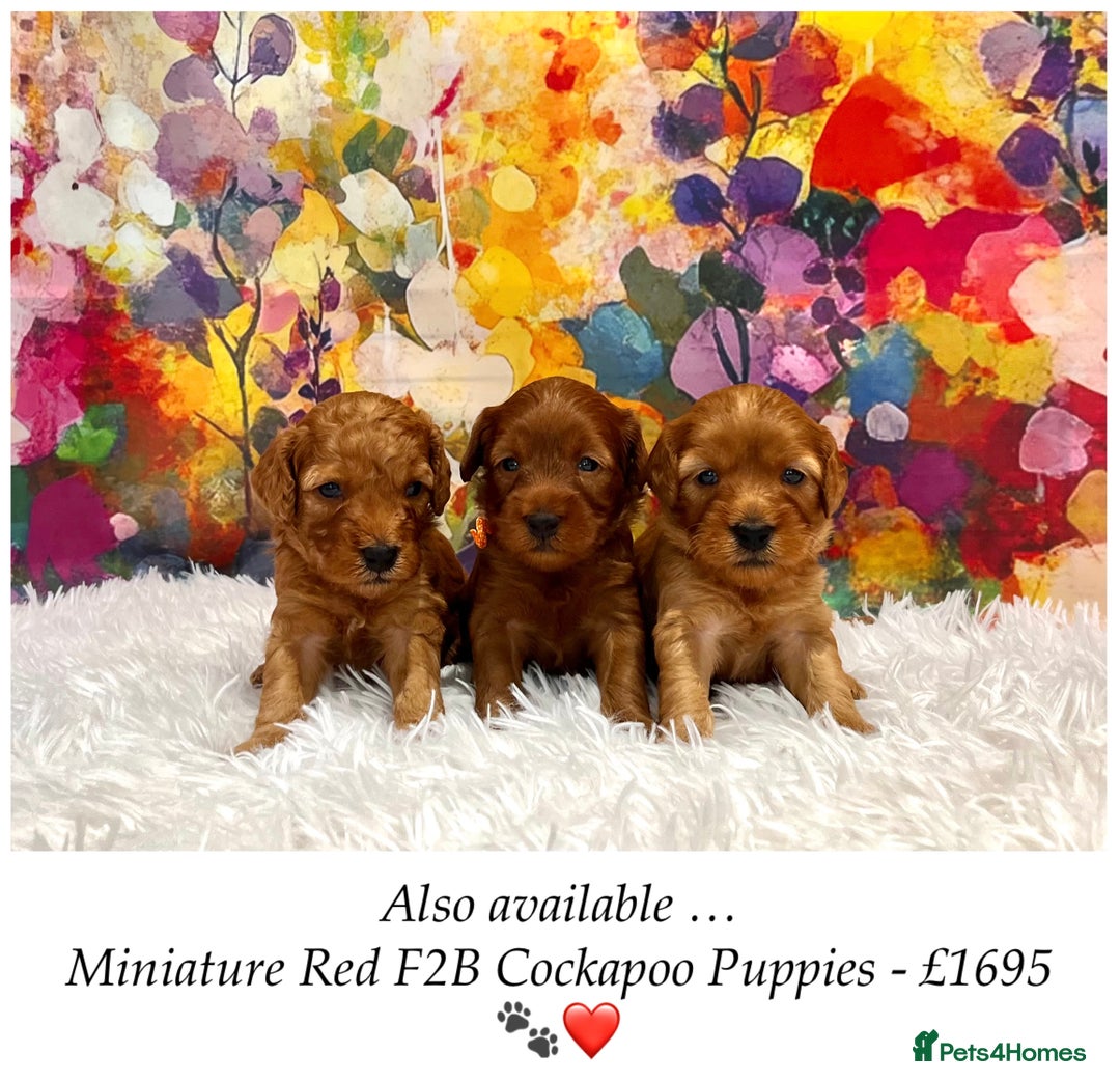 Cockapoo dogs for sale: ⭐️Rare Silver Phantom DNA CLEAR Mini F1 Cockapoos - Image 23