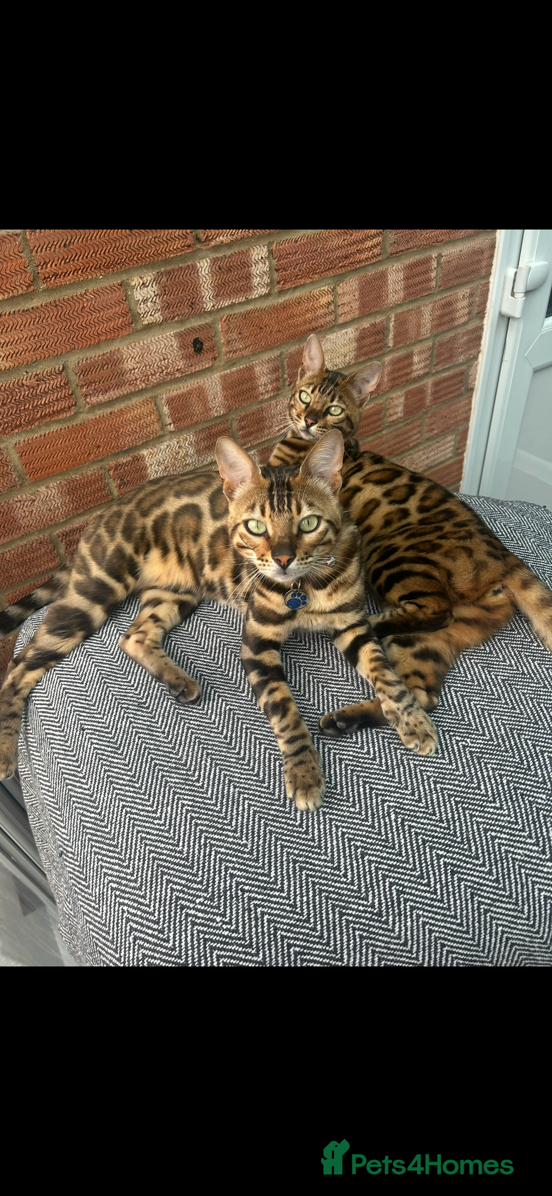 Bengal cats for sale: Our Beautiful Bengal Brother and Sister  - Advert 2