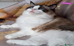 Ragdoll cats for sale: Exceptional bloodlines Ragdolls 💞💞 - Image 28