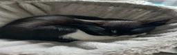 Mixed Breed cats for sale: 5 Adorable kittens in Huntingdon - Advert 7