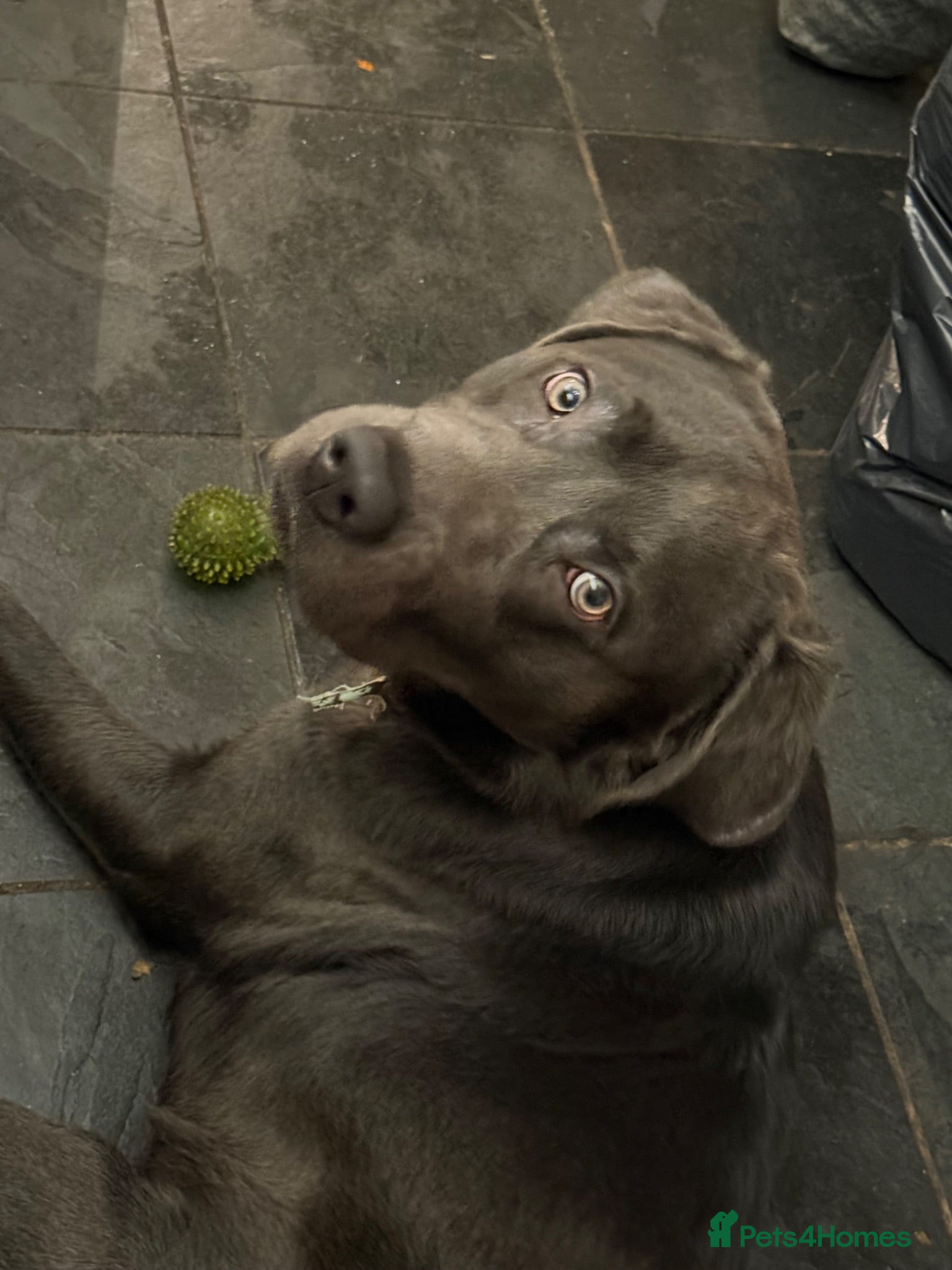 Labrador Retriever dogs Bruno – Friendly Labrador, Great with Children - Advert 1