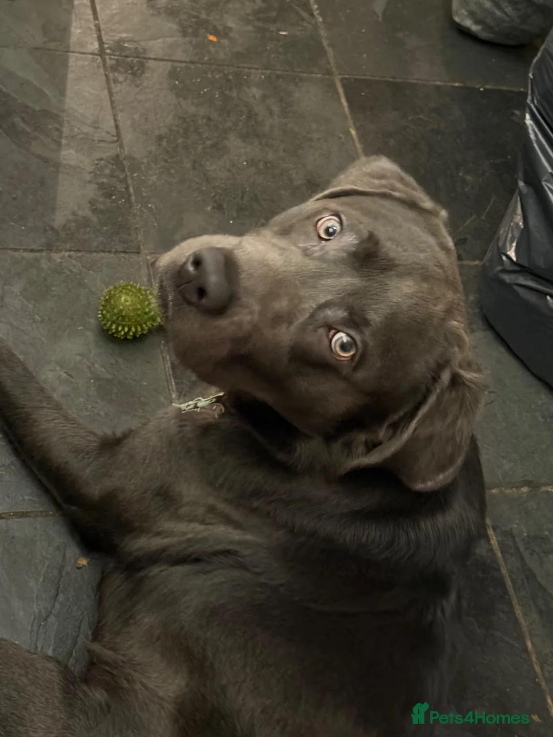 Labrador Retriever dogs for sale: Bruno – Friendly Labrador, Great with Children - Advert 1