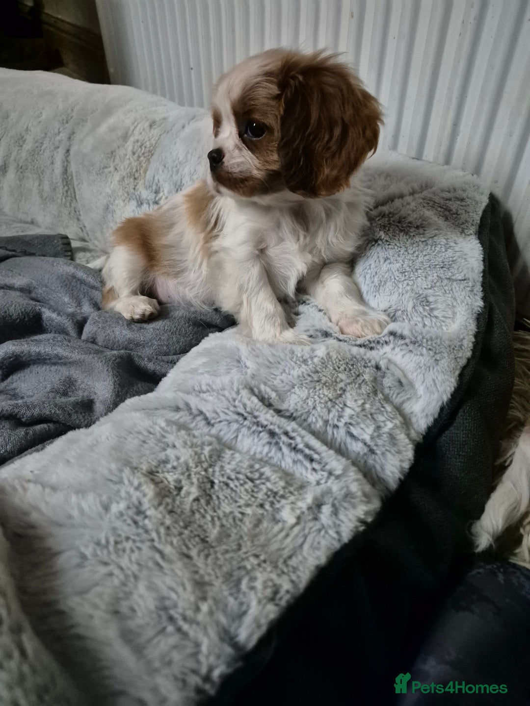 Cavalier King Charles Spaniel dogs for sale: Blenheim Cavalier King Charles spaniel puppies  - Advert 19