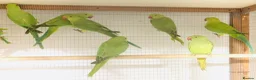 Ringnecks birds for sale: Beautiful young Indian ringneck parrots for sale. - Advert 1