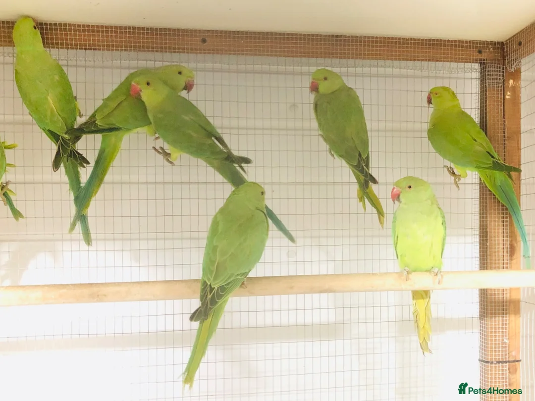 Ringnecks birds for sale: Beautiful young Indian ringneck parrots for sale. - Advert 1