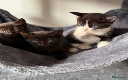 Russian Blue cats for sale: Russian Blue x BSH mixed breed Kittens  - Image 16