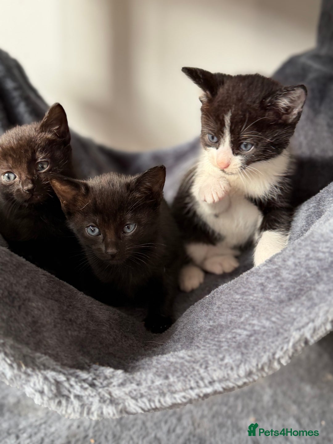 Russian Blue cats for sale: Russian Blue x BSH mixed breed Kittens  - Image 16