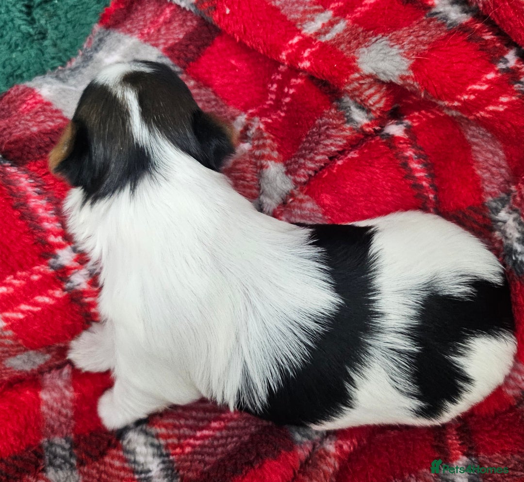 Yorkshire Terrier dogs for sale: Two beautiful Yorkshire Terrier (Biewer) puppies - Advert 8