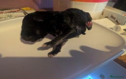 Mixed Breed dogs for sale: Mali X Alsatian and Caucasian X Alsatian. - Image 4