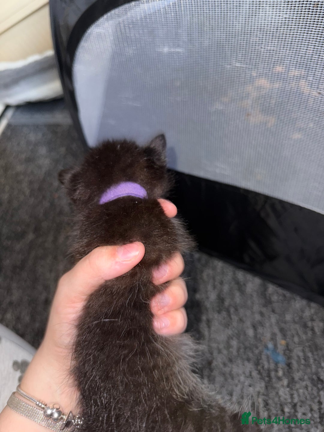 Mixed Breed cats for sale: mixed breed kittens for sale - Image 2