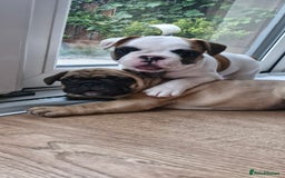 French Bulldog dogs for sale: French Bulldogs - Image 12
