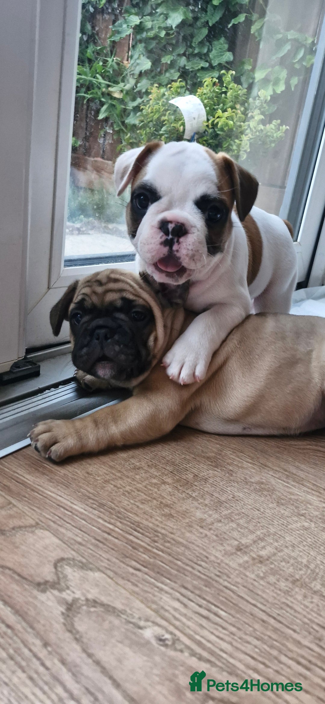 French Bulldog dogs for sale: French Bulldogs - Image 12