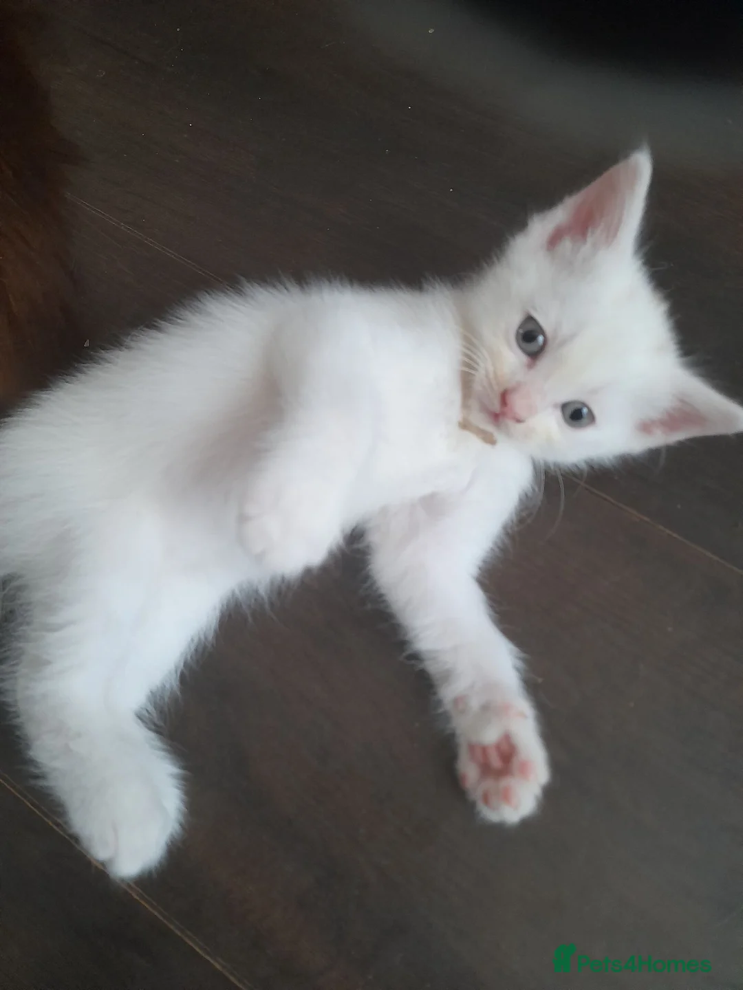 Ragdoll cats for sale: One cute white half ragdoll male kitten for sale - Advert 2