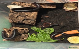 Millipedes invertebrates for sale: X4 giant African train millipedes & setup - Image 2