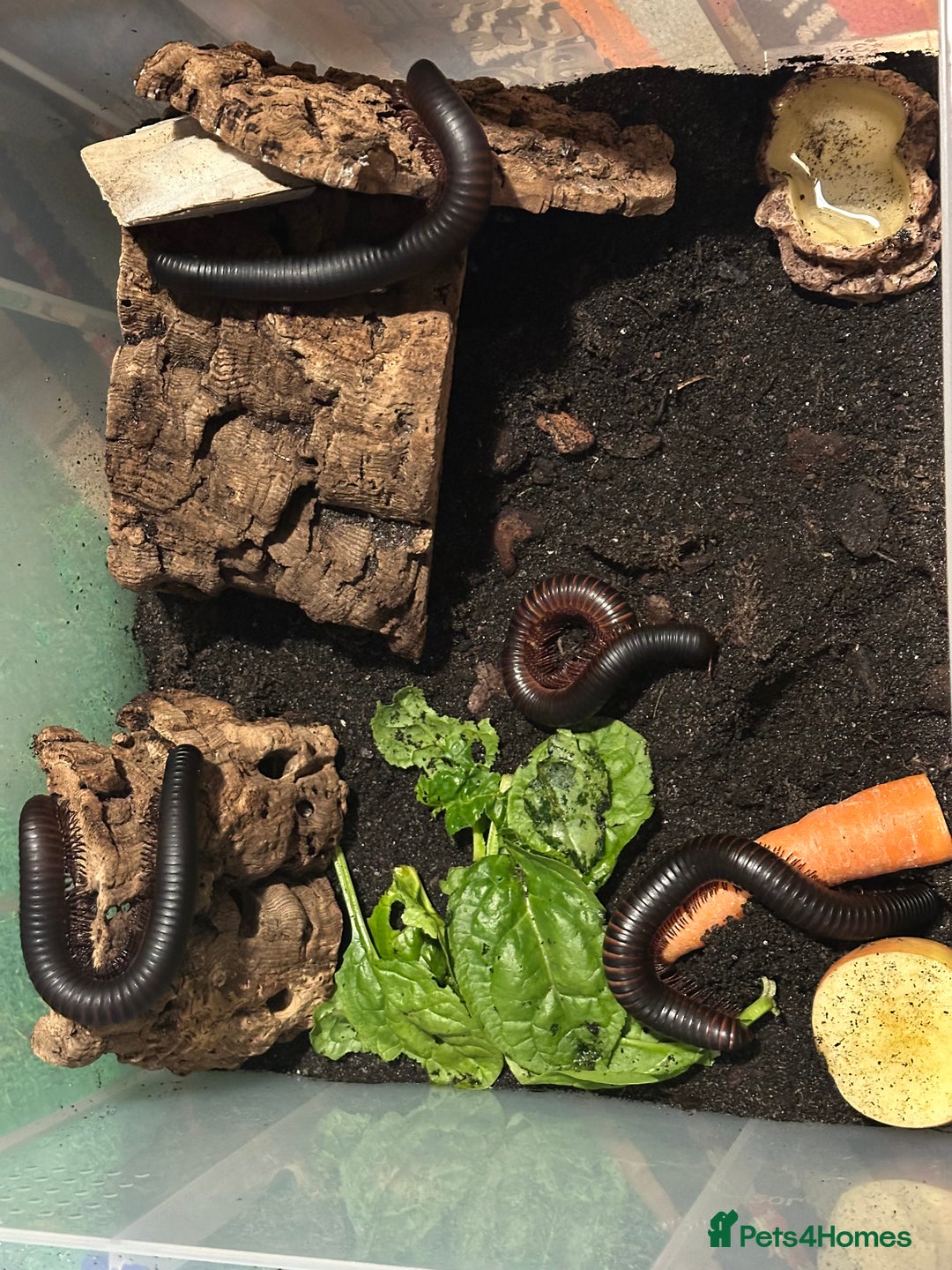Millipedes invertebrates for sale: X4 giant African train millipedes & setup - Image 2