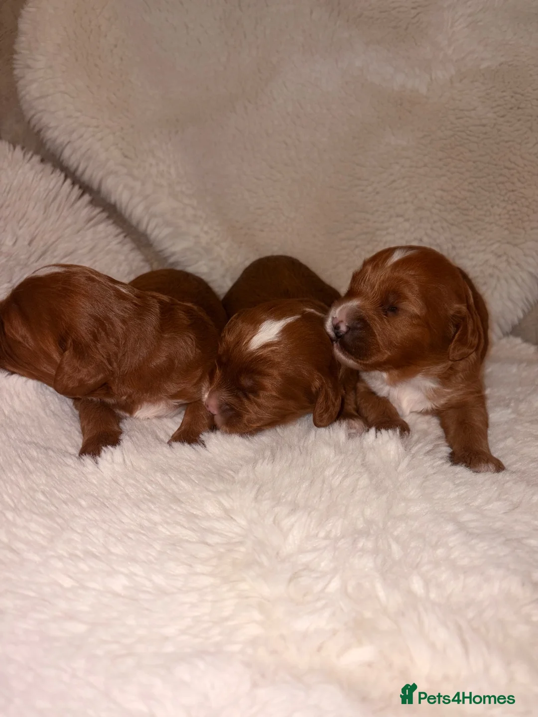 Cavapoo dogs for sale: Deep red white marking toy cavapoo puppy’s  in Kingswinford - Advert 2