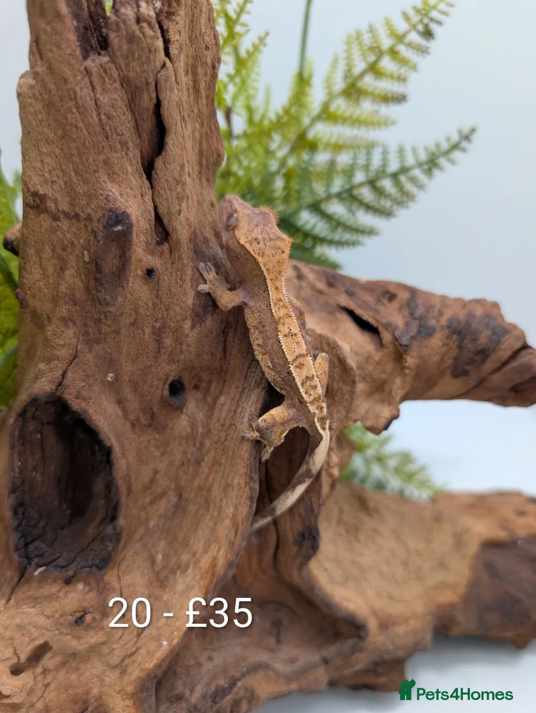 Gecko reptiles for sale: Beautiful Mix of Crested Geckos - Advert 20