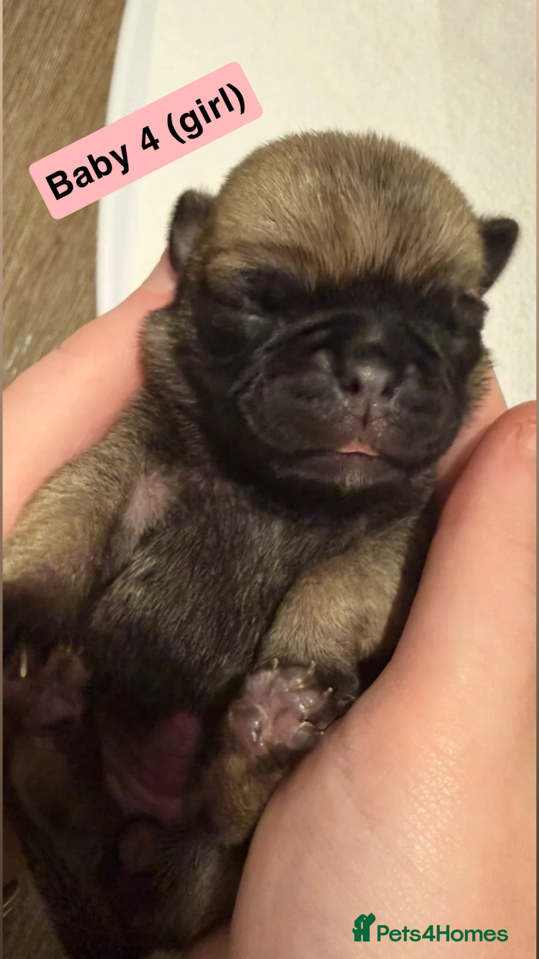 Pug dogs for sale: Pug puppies.  - Advert 7