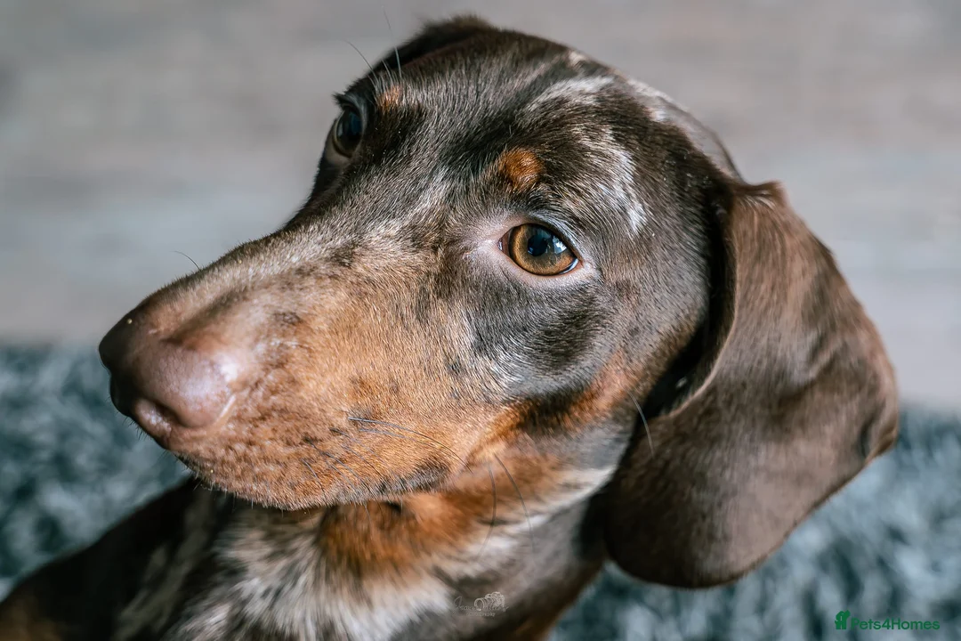 Miniature Dachshund dogs for stud: Chocolate Dapple Mini Dachshund Stud – Enzo 🐾 in Bedworth - Advert 2