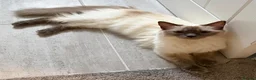 Ragdoll cats for sale: GCCF Ragdoll Girl - Advert 2