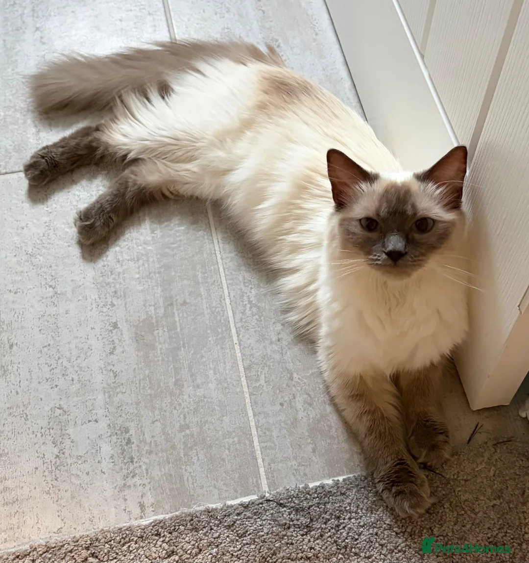 Ragdoll cats for sale: GCCF Ragdoll Girl - Advert 2