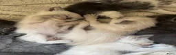 Ragdoll cats for sale: Gorgeous ragdolls 🤍🐾 - Advert 28