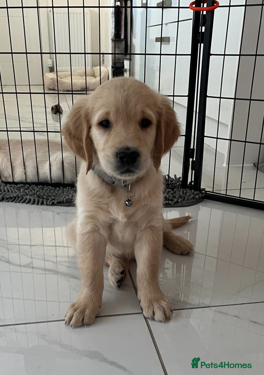 Golden Retriever dogs for sale: Golden retriever  - Advert 29