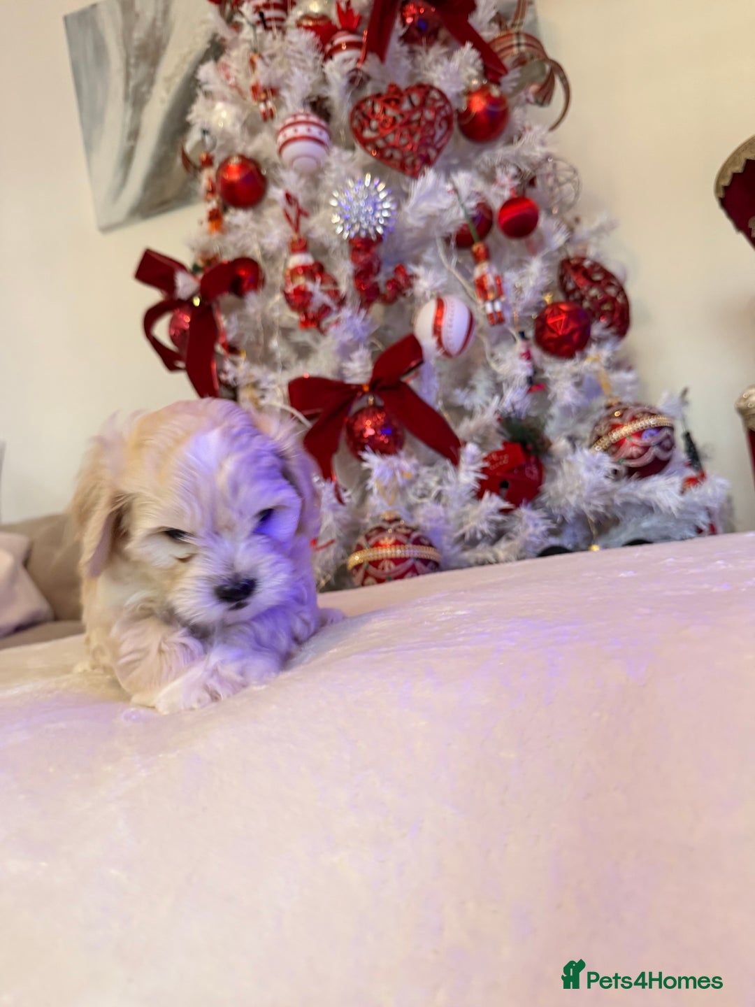 Mixed Breed dogs for sale: Malticavapoo - Advert 3