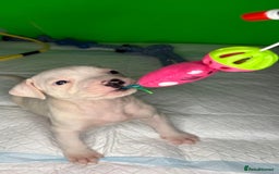 American Bulldog dogs for sale: American Bulldog - Image 14