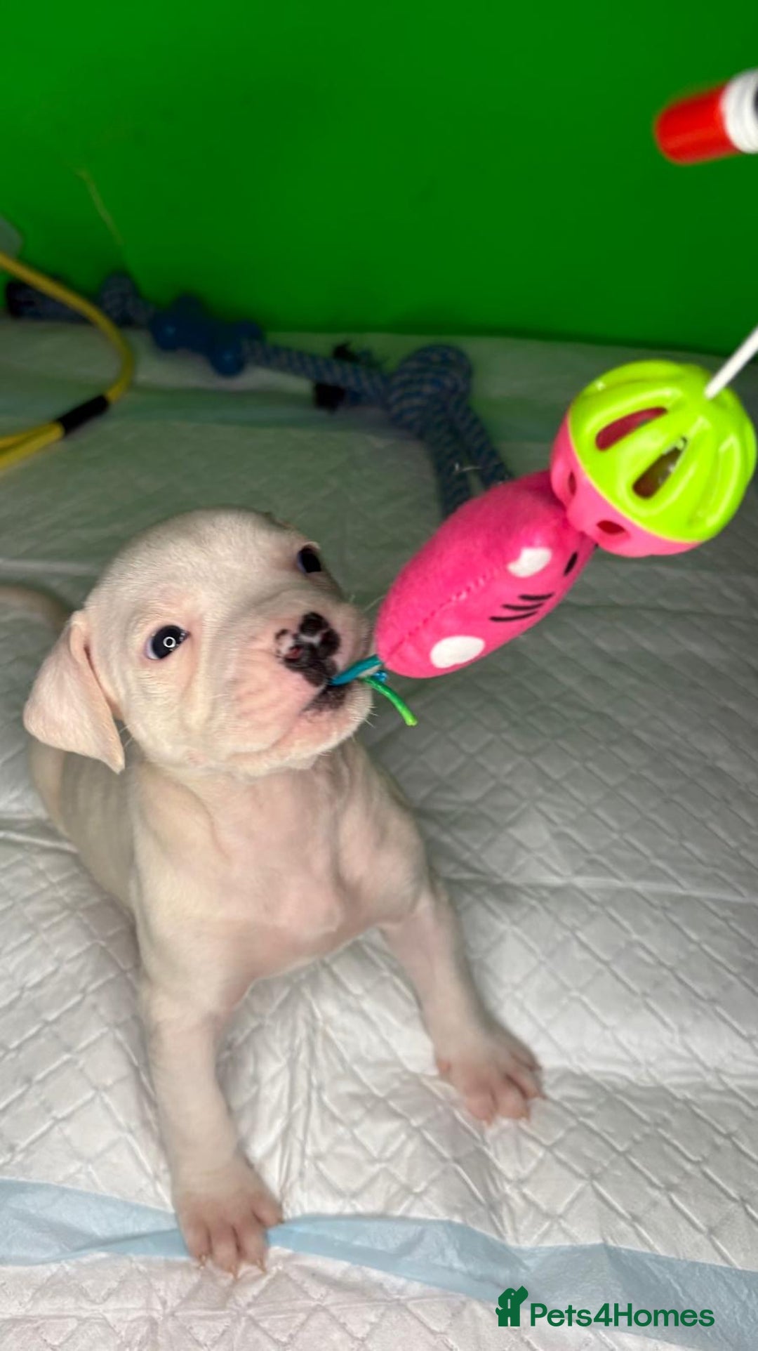 American Bulldog dogs for sale: American Bulldog - Image 14