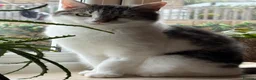 Mixed Breed cats for sale: Willow- The Perfect Companion  in Consett - Advert 3