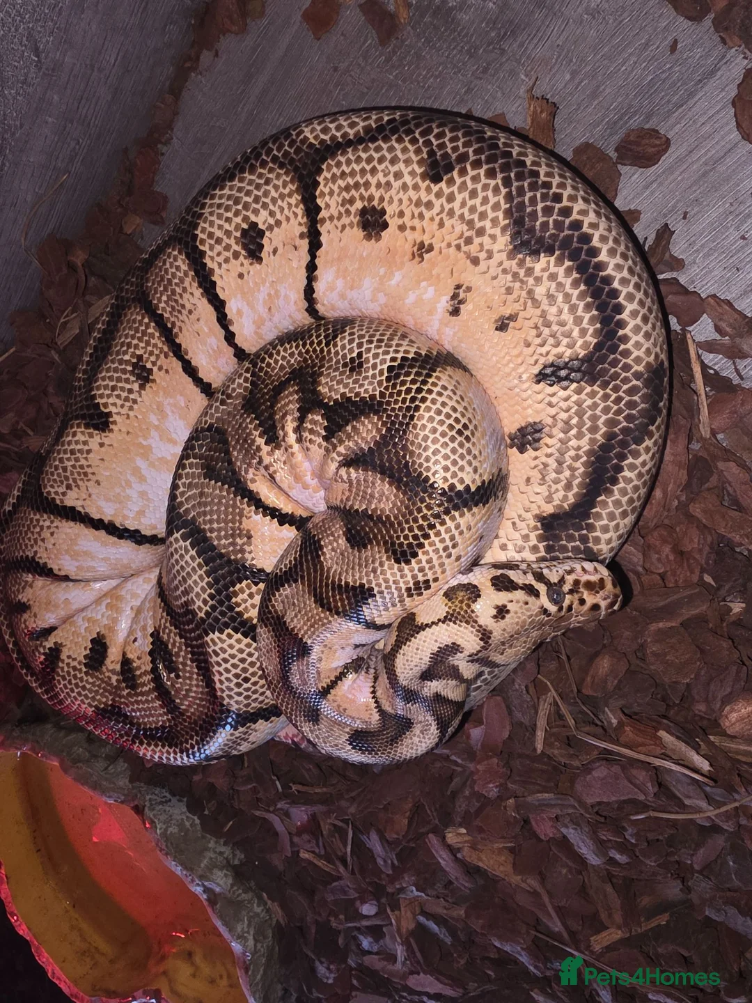 Python Snake reptiles for sale: CB14 bumblebee bloodball hybrid python  in Stourbridge - Advert 2
