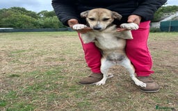 Mixed Breed dogs for adoption: Meet Beautiful JESSY !  She needs a Loving Home  - Image 3
