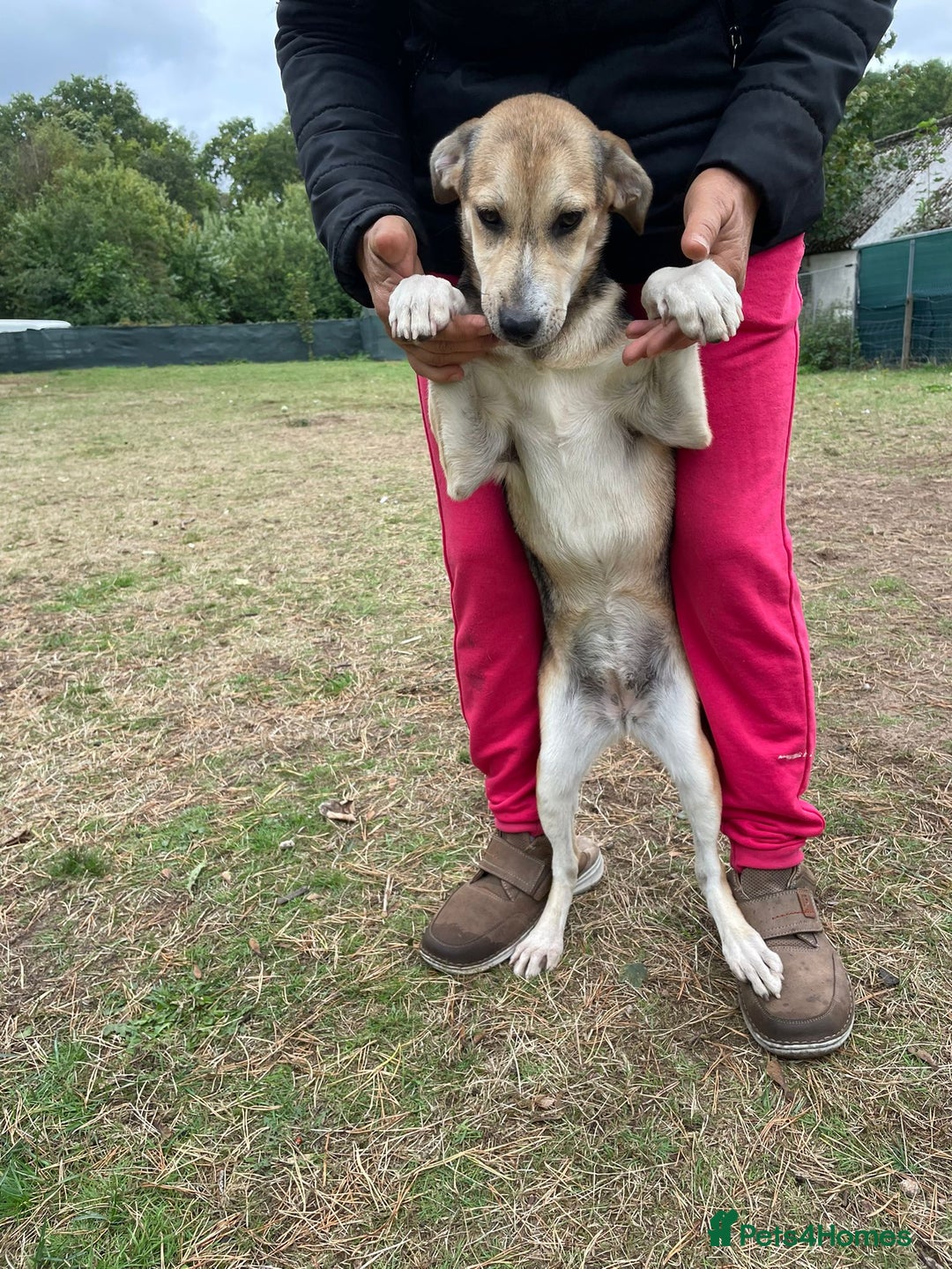 Mixed Breed dogs for adoption: Meet Beautiful JESSY !  She needs a Loving Home  - Image 3