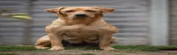 Labrador Retriever dogs for sale: KC registered Working Line Yellow Labrador Puppies in King's Lynn - Advert 16