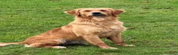 Golden Retriever dogs for sale: Golden retriever puppies - Advert 2