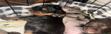 🩵 Light Blue Collar – Black Phantom Boy