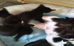Domestic Shorthair cats for sale: I'm giving away kittens.  - Image 3