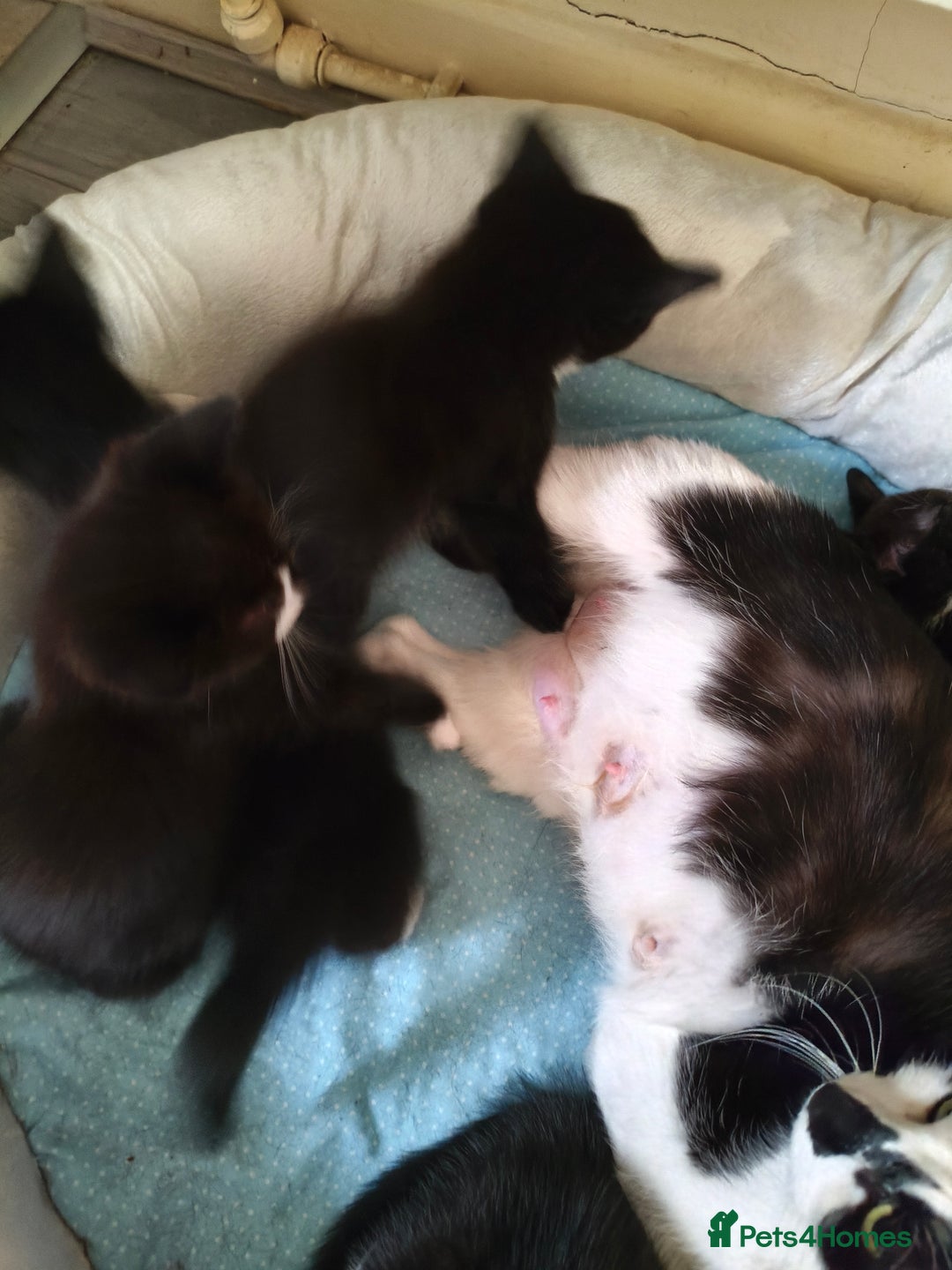 Domestic Shorthair cats for sale: I'm giving away kittens.  - Image 3