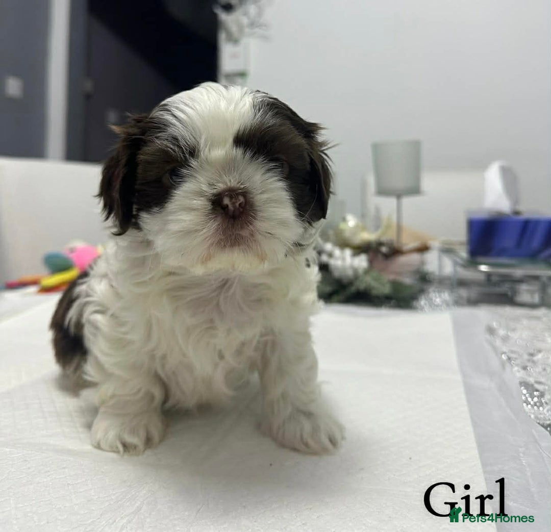 Shih Tzu dogs for sale: 2 female and 1 male Shih Tzu puppies  - Advert 4