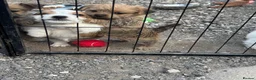 Mixed Breed dogs for sale: Adorable Shih Tzu/Jack Russell Puppies - Advert 17