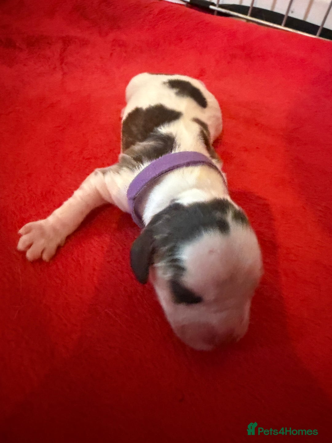 Cocker Spaniel dogs for sale: Showtype Cocker spaniel pups KC registered  - Advert 32