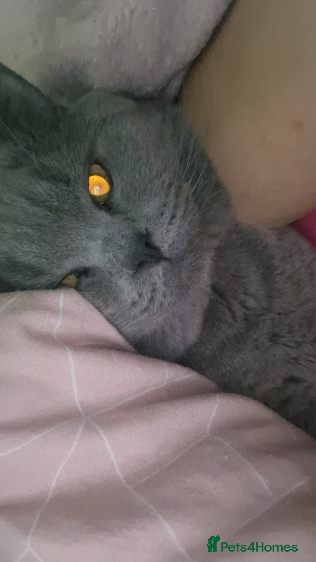 British Shorthair cats for sale: Beautiful British Shorthair Boy.. 😺 - Advert 6