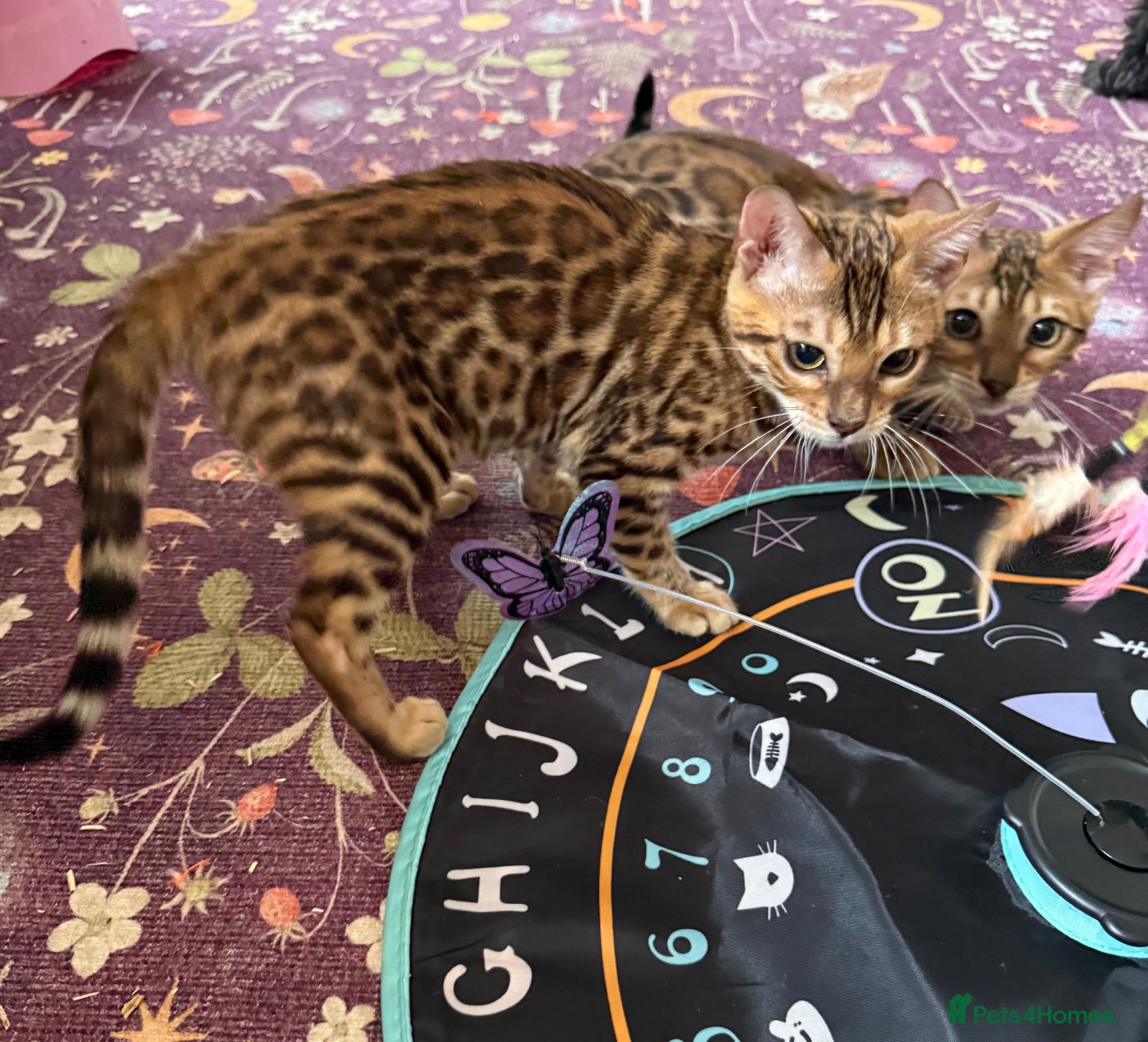 Bengal cats Stunning 🩷 TICA 🐆 Bengal kittens 💙 - Advert 2